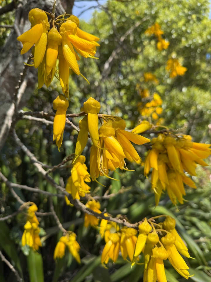 Flora Myrtle CHRISTISON